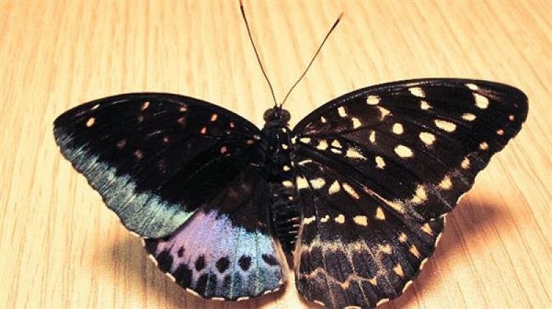 Bạn nên đặt cược số nào nếu một con bướm bay vào nhà? Giải thích ý nghĩa chi tiết - Thenyic