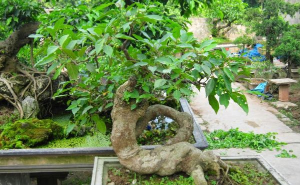 cây Sung Bonsai đẹp, cây sung bonsai, cây sung bonsai mini, bonsai, cây sung, cây sung mỹ, cây sung cảnh, cây sung đẹp, cây sung dáng trực, sung, sung bonsai, 