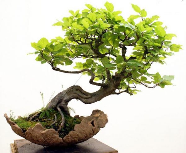 cây Sung Bonsai đẹp, cây sung bonsai, cây sung bonsai mini, bonsai, cây sung, cây sung mỹ, cây sung cảnh, cây sung đẹp, cây sung dáng trực, sung, sung bonsai, 