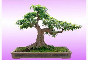 cây Sung Bonsai đẹp, cây sung bonsai, cây sung bonsai mini, bonsai, cây sung, cây sung mỹ, cây sung cảnh, cây sung đẹp, cây sung dáng trực, sung, sung bonsai, 