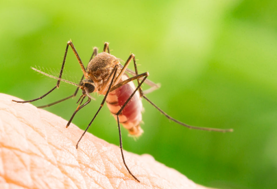 19 cách diệt muỗi trong phòng ngủ hiệu quả bằng mẹo dân gian dễ làm | Cleanipedia