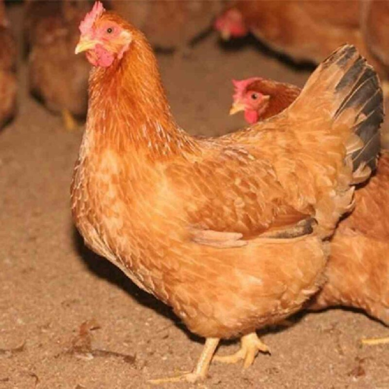 Chuồng trại nuôi gà Tam Hoàng