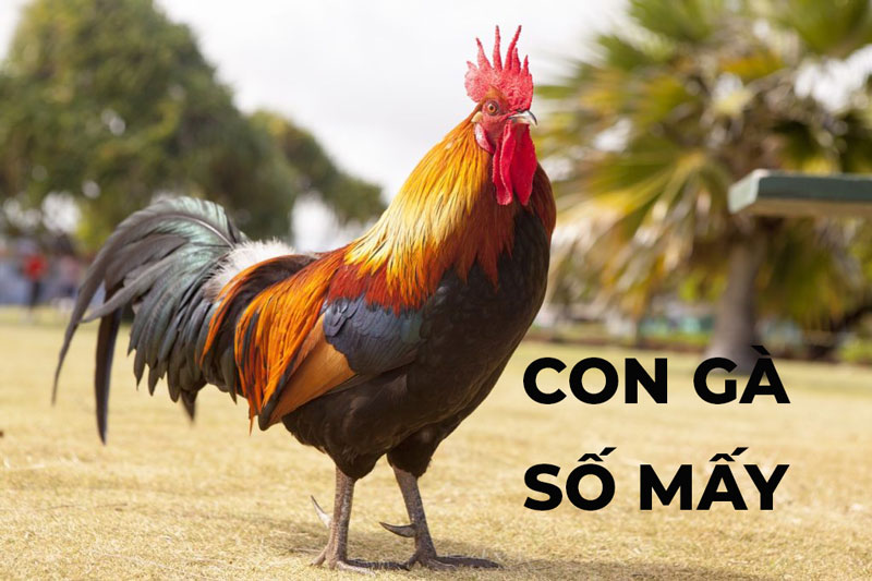 Con Gà Số Mấy? ❤️ Mơ Thấy Gà Là Điềm Gì? Tốt Hay Xấu?