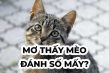 Con Mèo Số Mấy? ❤️ Mờ Thấy Mèo Điềm Gì? Đánh Con Gì?