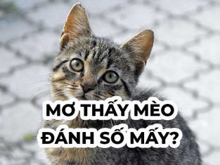 Con Mèo Số Mấy? ❤️ Mờ Thấy Mèo Điềm Gì? Đánh Con Gì?