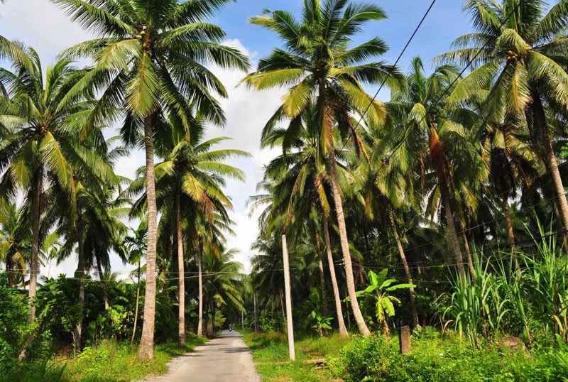 Bến Tre: Diện tích trồng dừa tăng lên hơn 78.000 ha