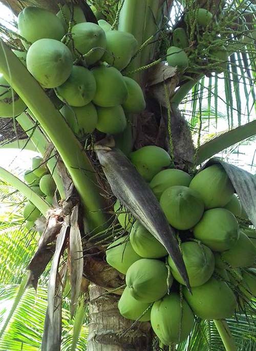 Mỗi tháng vườn dừa thu 30 triệu đồng, mỗi cây ra trái - Đạm Cà Mau