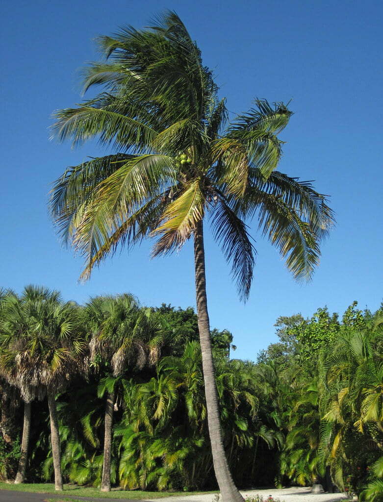 Báo giá cây dừa cảnh? Giá cây dừa xây dựng rẻ và đẹp - Sân vườn